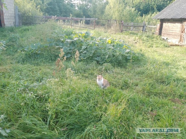 Жизнь домашнего приюта для котеек 461