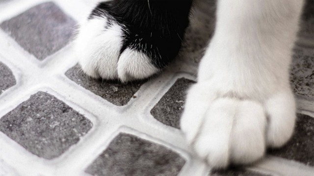 Кошки думают, что мы тоже кошки. Вот 6 доказательств