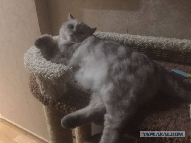 Год назад мы стали рабами (котовторник)