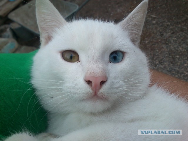 Котовторник  07.05.2013