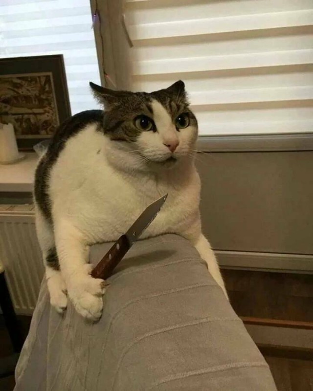 Жизнь с котом в одной картинке