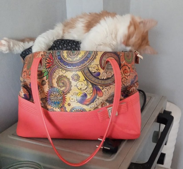 Котовторник в картинках