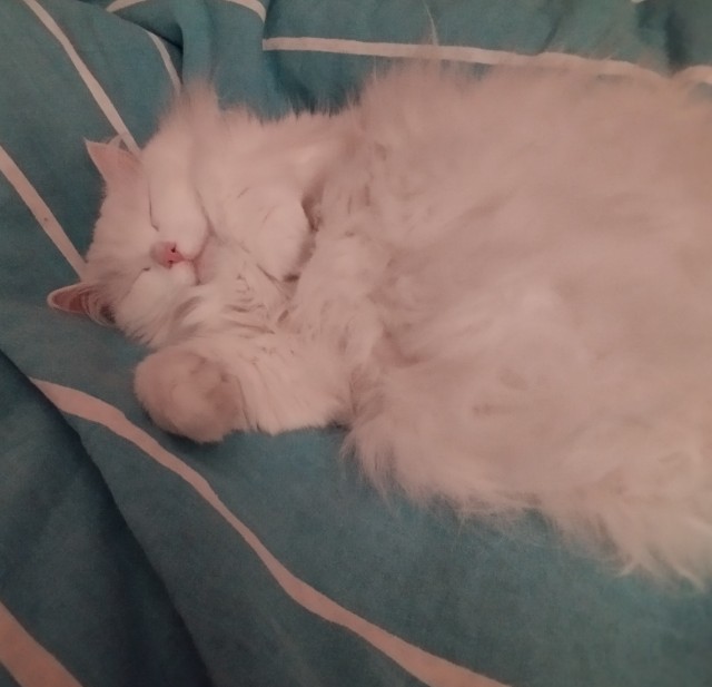 А где котики, сегодня же вторник!
