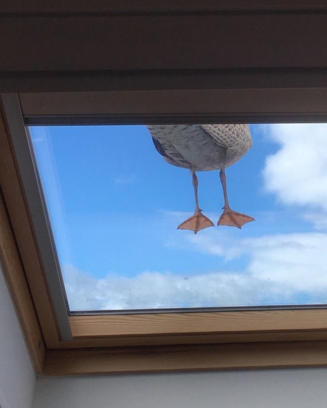 Ну, привет или что видно в мансардное окно.