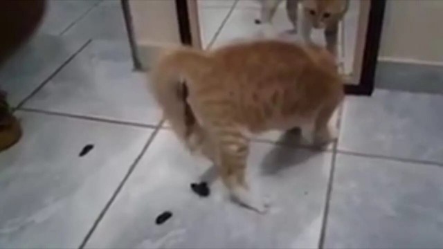 Коты и зеркала