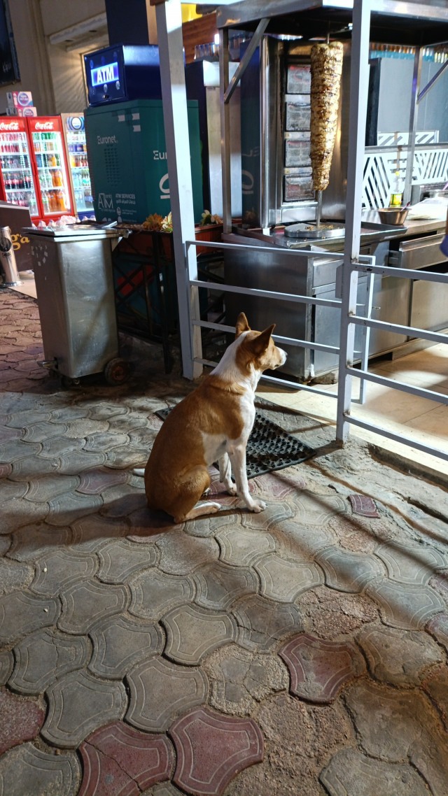 Порадовали пёсика