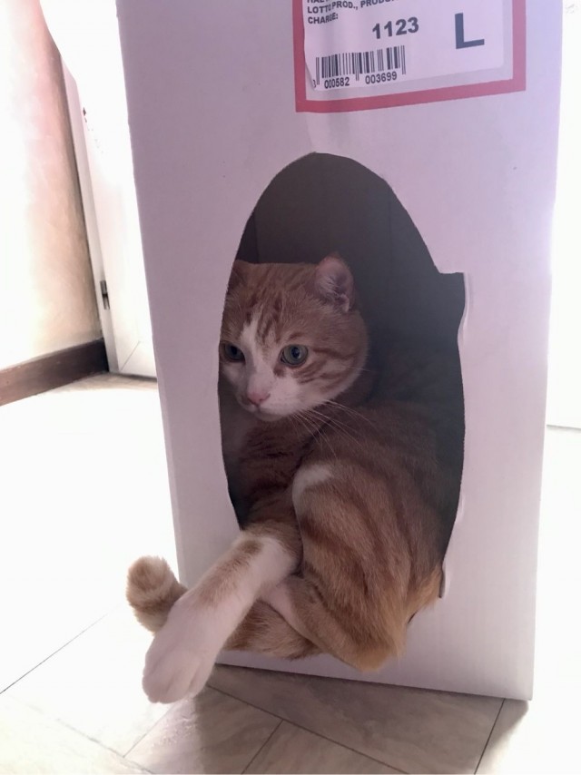 Котокоробковое