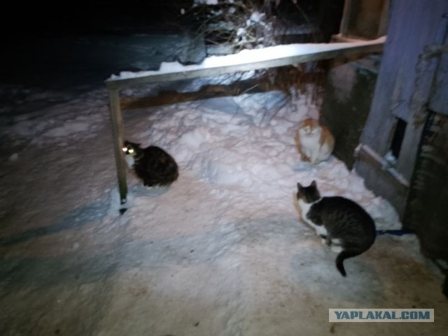 Жизнь домашнего приюта для котеек 569