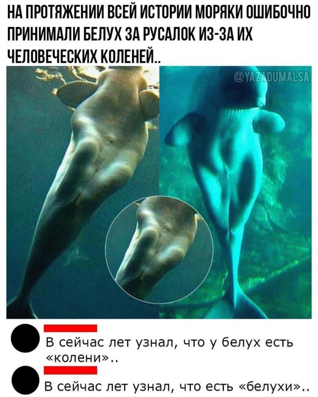Белуха: Человеческое тело самого "страшного" кита. Но это только цветочки, ягодки - внутри!
