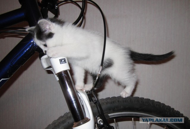 Котовторник  10.12.2013