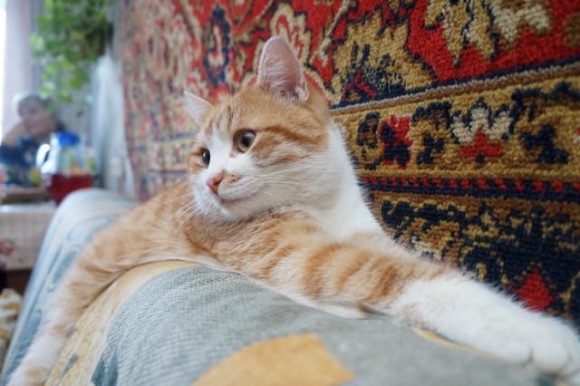 Котовторник 25.02.2014