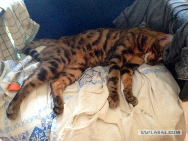 Котовторник 04.03.2014