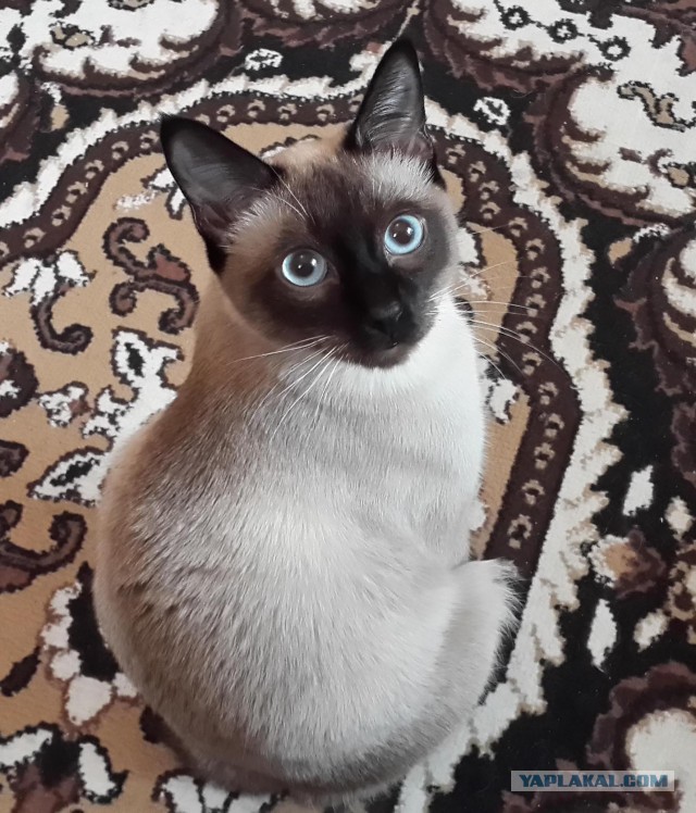 Тайские кошки