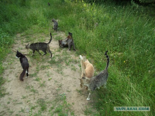Жизнь домашнего приюта для котеек 14