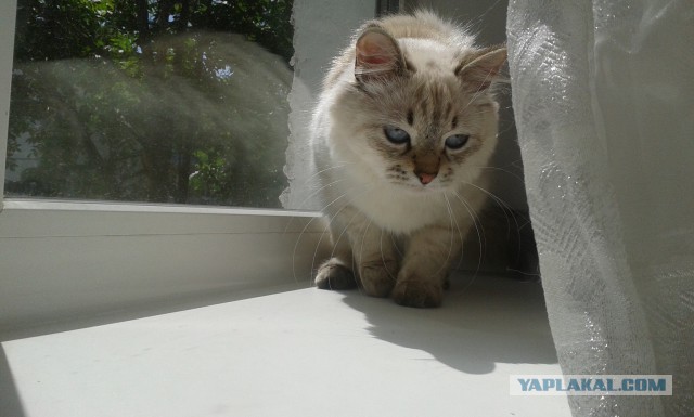Котовторник 24.06.2014