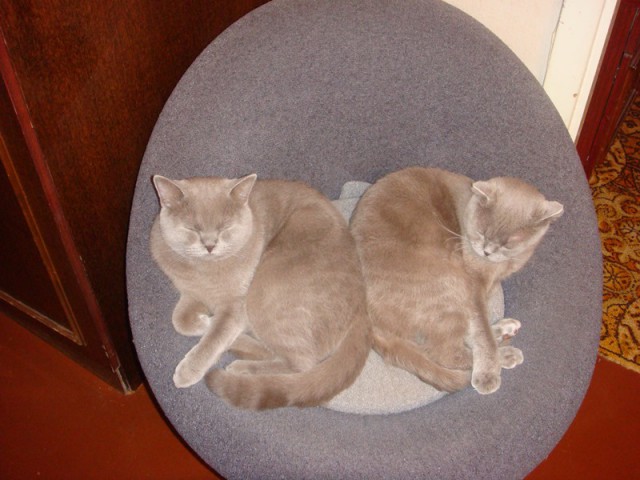 Котовторник 15.07.2014.