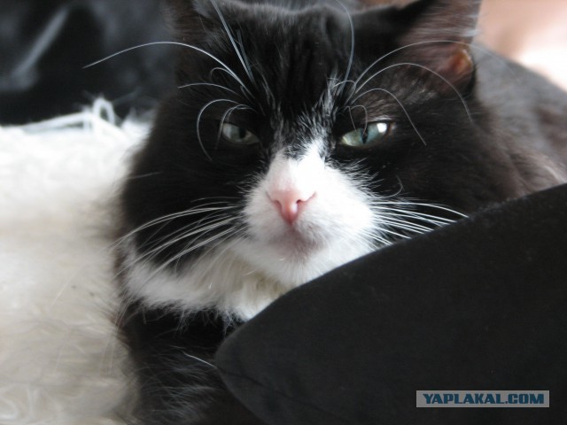 Котовторник 11.11.2014