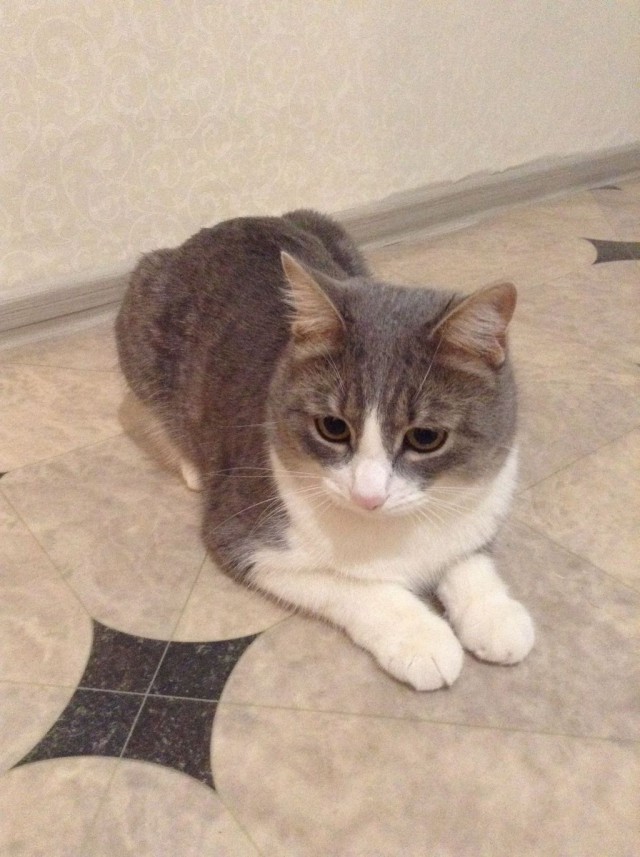 Весёлое из сети