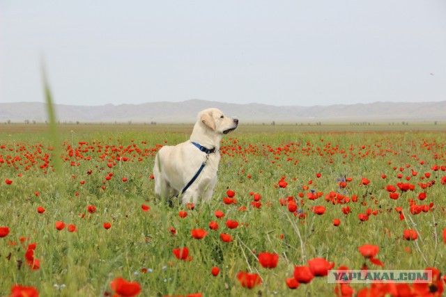Деревенская Америка