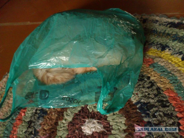Котовторник 16.06.2015., Котовторник наступил!