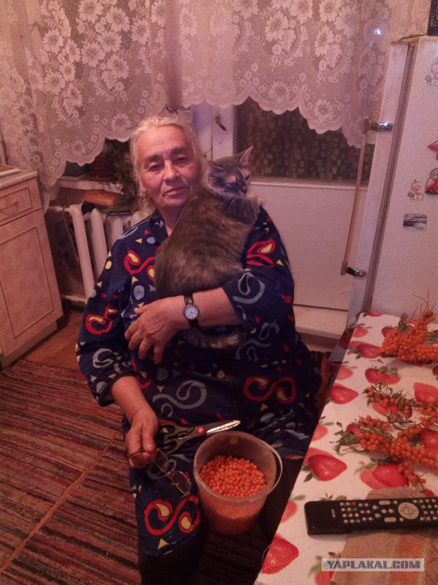 Котовторник 20.10.2015