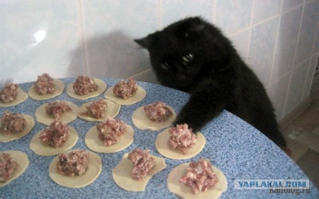 Привет кошатникам!