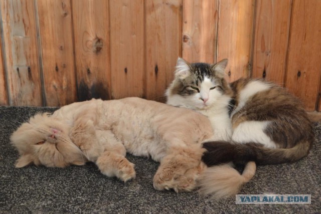 Котовторник - начало