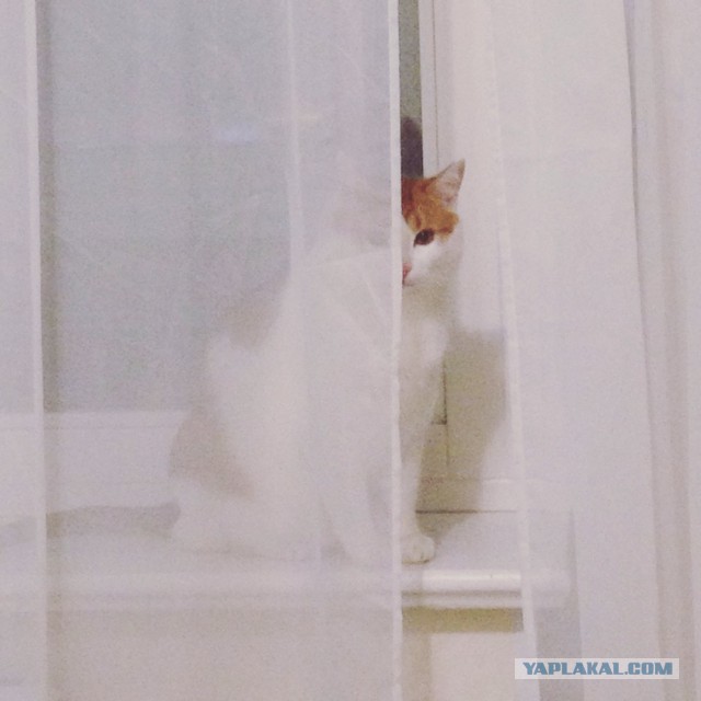 Котовторник 13.12.2016