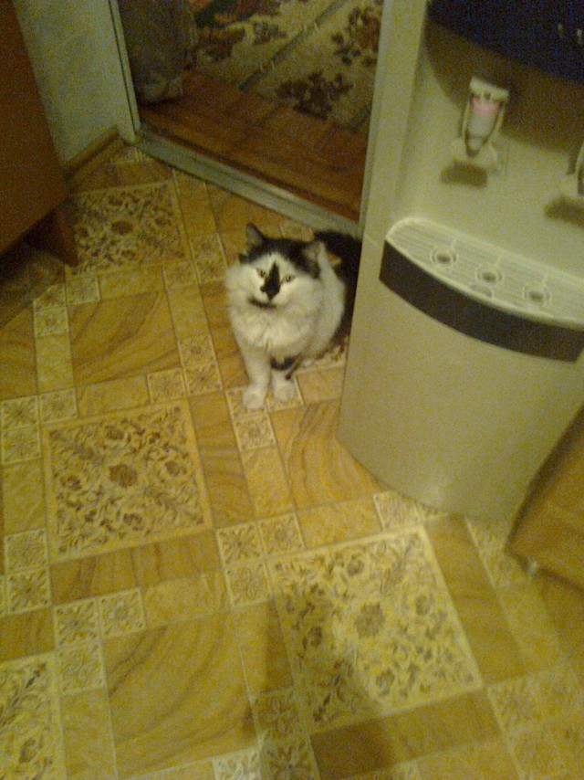 Покажи свою киску?
