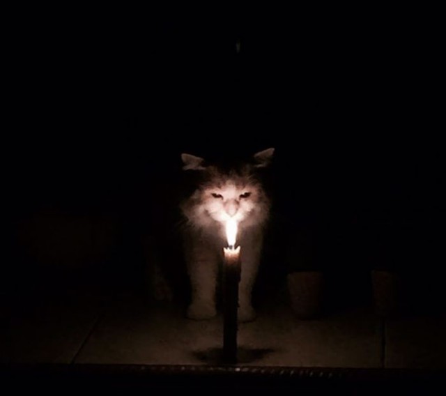 Коты и Кошки