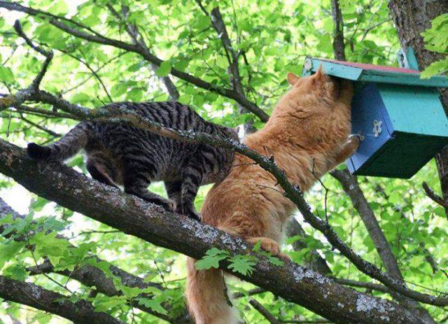 Коты и Кошки
