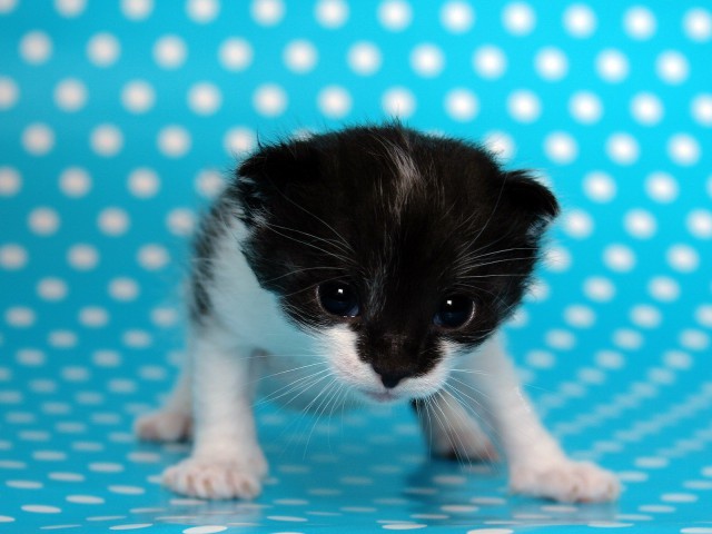 Коты и Кошки