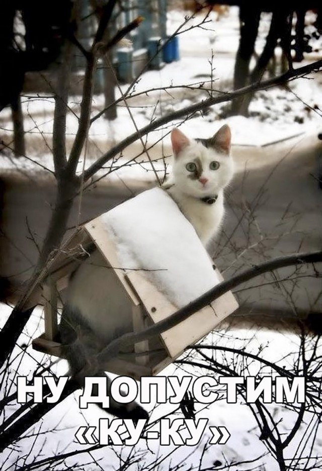 Прикольных котов пост