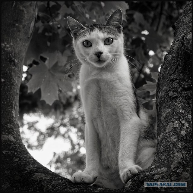 Котовторник в ЯПонии (58 фот)
