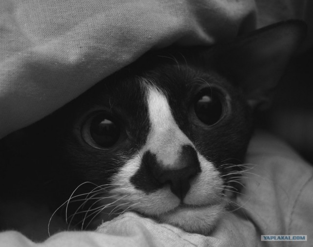 Котовторник ужасов (36 фот)