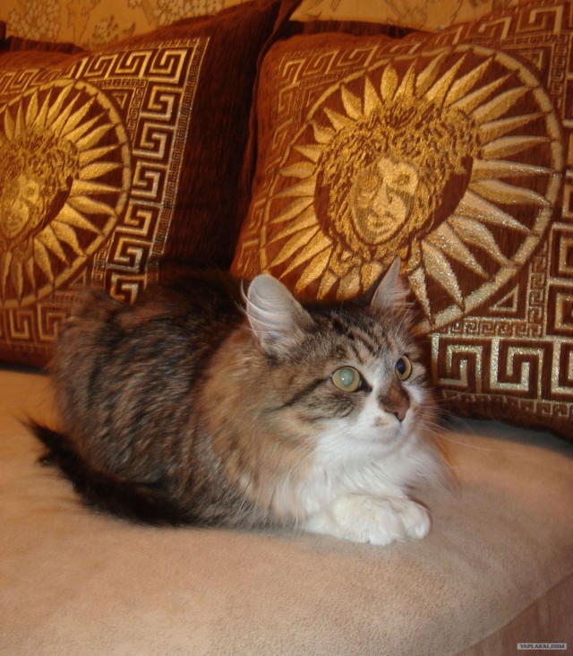 Ну что, котовторник?