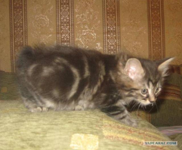 Первый котовторник октября