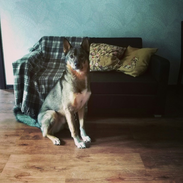 Живность из сети