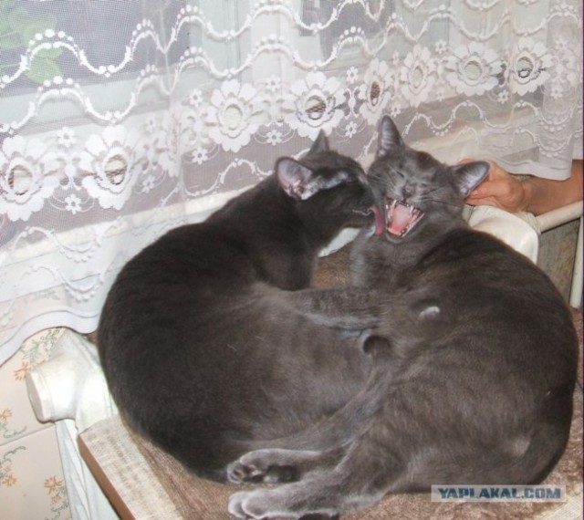 Котовторник 24.07.2012