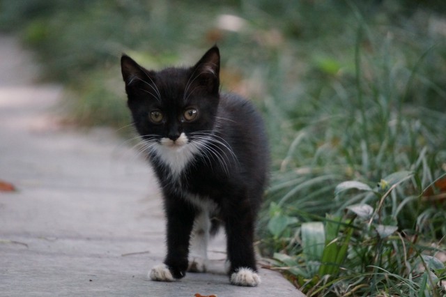 Вся красота уличных котов
