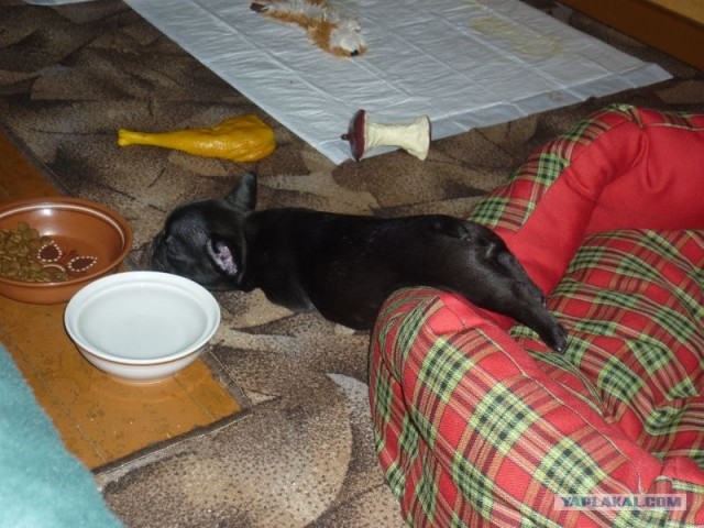 Собакочетверг 10.01.2013