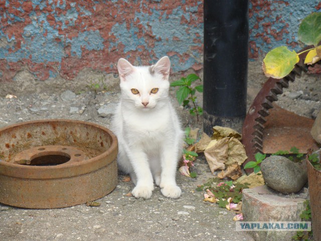 Котовторник 19.02.2019