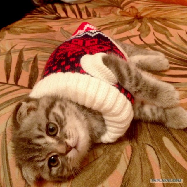 Котовторник 12.02.13