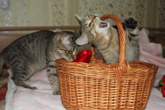 Прикольных котов пост