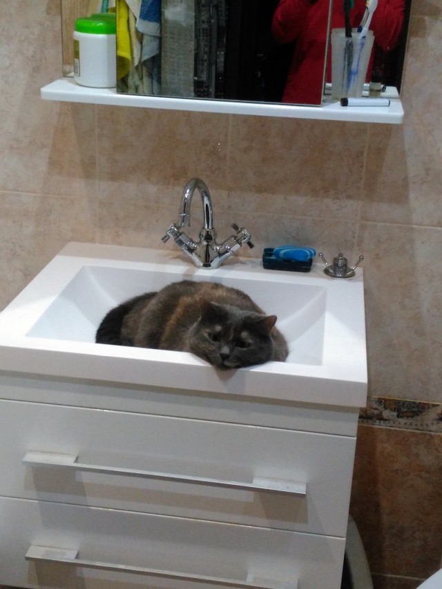 Котовторник однако