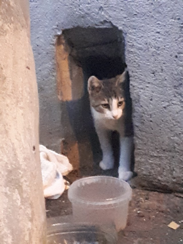 Забавные фото котеек