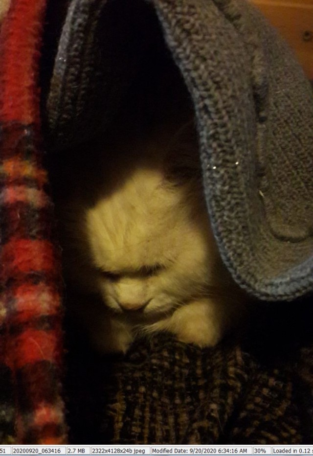 По просьбам в теме ниже. Реальный котовторник!