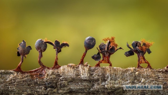 Лучше работы макросъемки Close-Up Photography Awards-2020