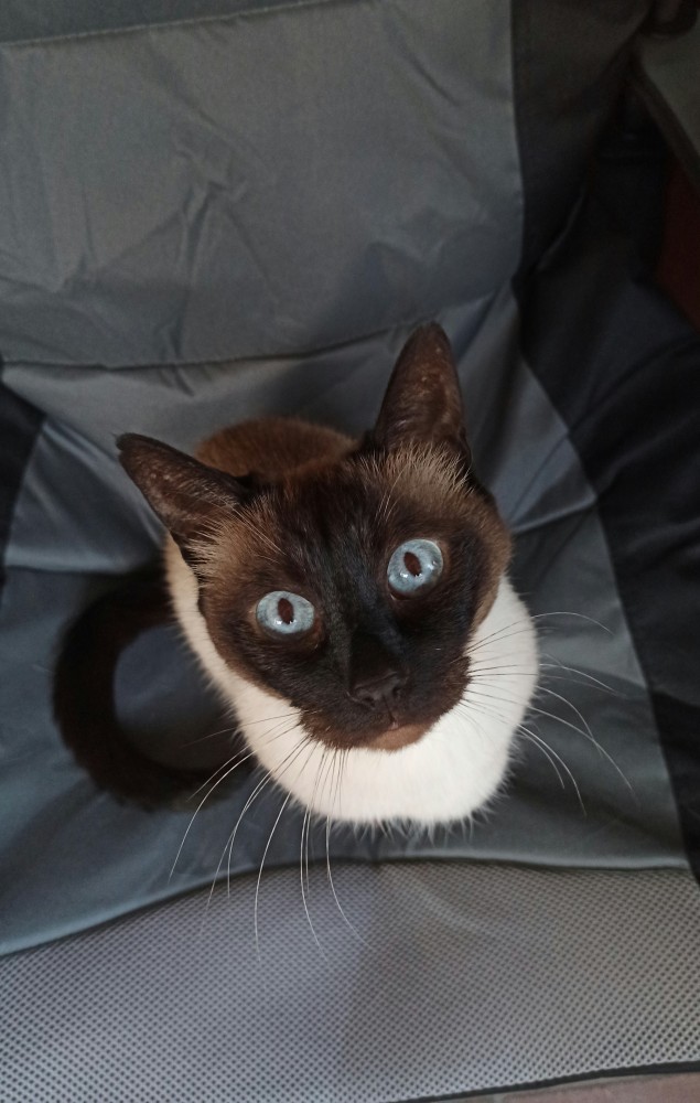 Котовторник 13.10.2020