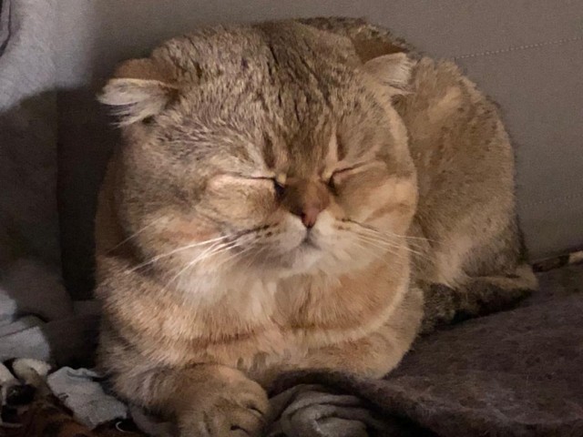 Котовторник 17.11.20